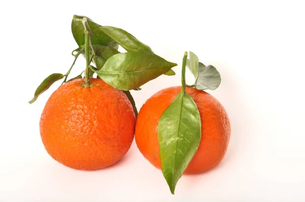 Portuguese Clementine White Background — Stock Photo, Image