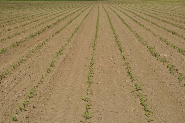 Кукурузное Поле Весной Бретани — стоковое фото