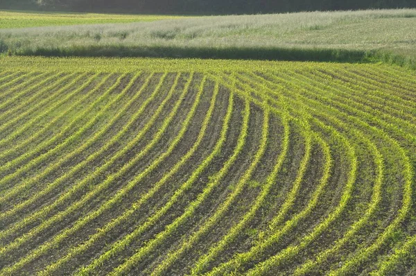 Campo Milho Primavera Bretanha — Fotografia de Stock