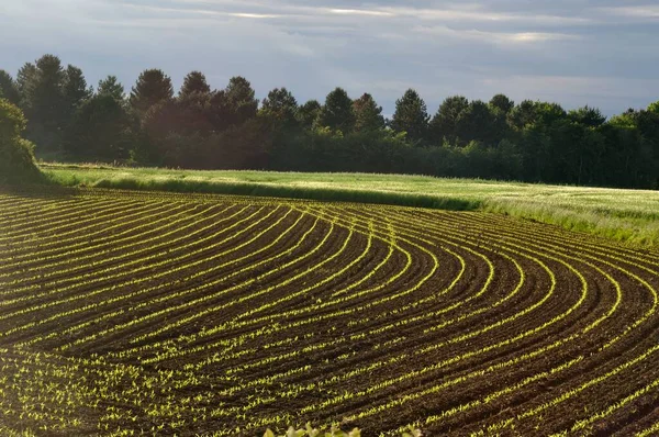 Majsfält Vår Bretagne — Stockfoto