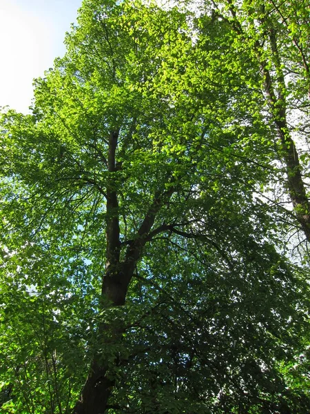 Árboles Primavera Bretaña — Foto de Stock