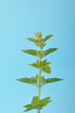 Mavi arkaplanda kekik otu