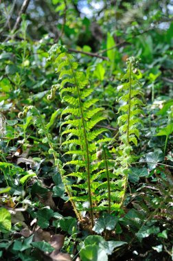 Brittany 'de bir setin üzerinde eğrelti otu