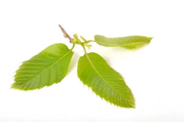 Hoja Castaño Sobre Fondo Blanco — Foto de Stock