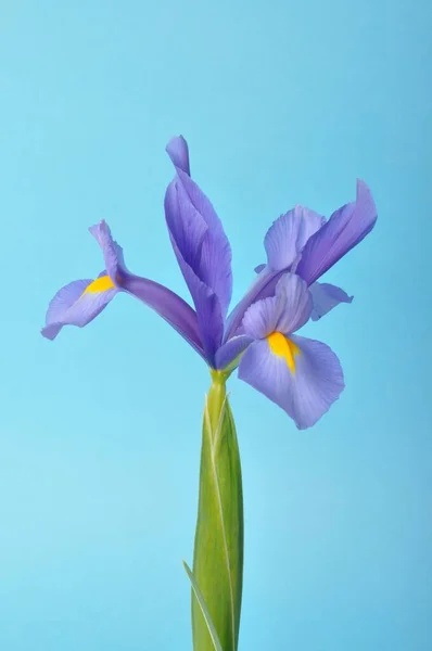 Blad Iris Zwaard Een Blauwe Achtergrond — Stockfoto