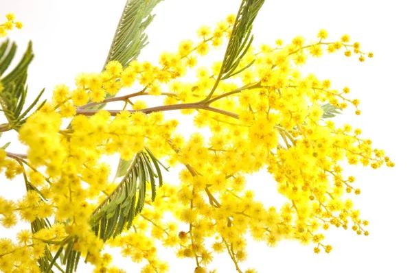 Mimosa Bloemen Studio Schot — Stockfoto