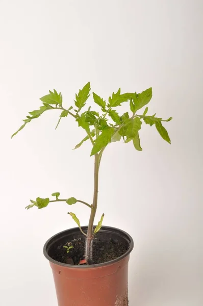 Tomatenplant Witte Achtergrond — Stockfoto