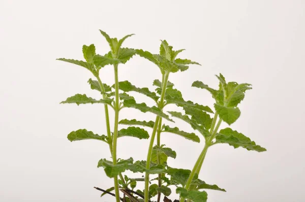 Aardbei Munt Plant Witte Achtergrond — Stockfoto