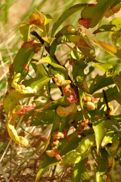 사타구니 나무에 복숭아 — 스톡 사진