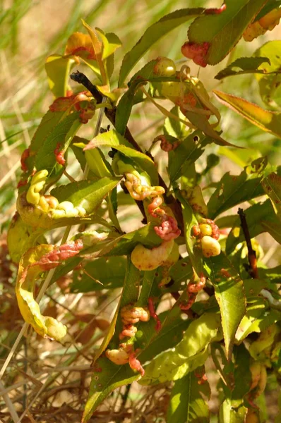 Blister Pesca Albero Pesche Noci — Foto Stock