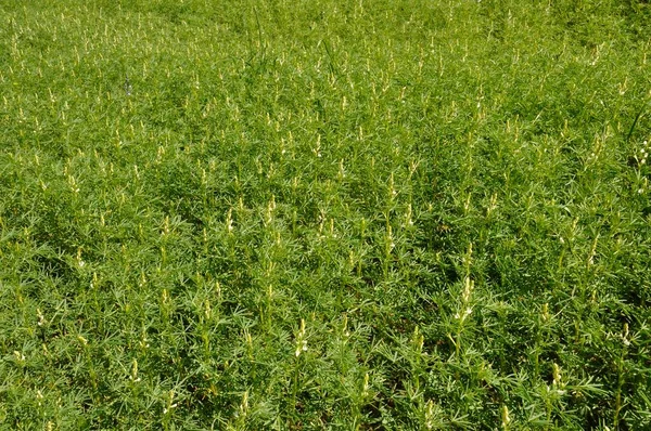 Lupine Fodder Field — Stock Photo, Image