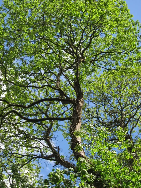 Árboles Primavera Bretaña — Foto de Stock