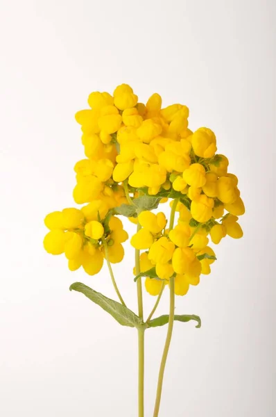 Calceolaria Integrifolia Vit Bakgrund — Stockfoto