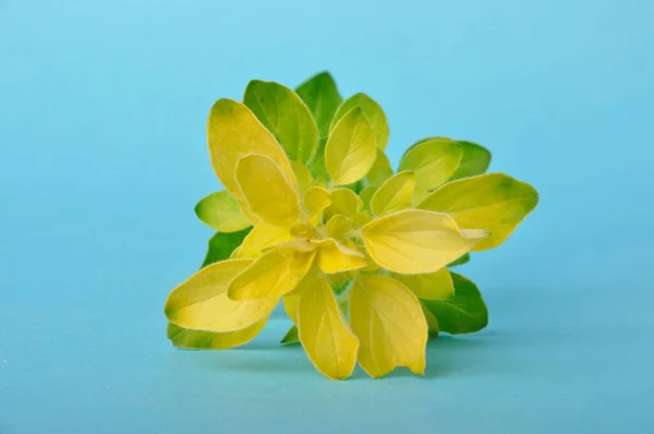 Orégano Dourado Sobre Fundo Azul — Fotografia de Stock