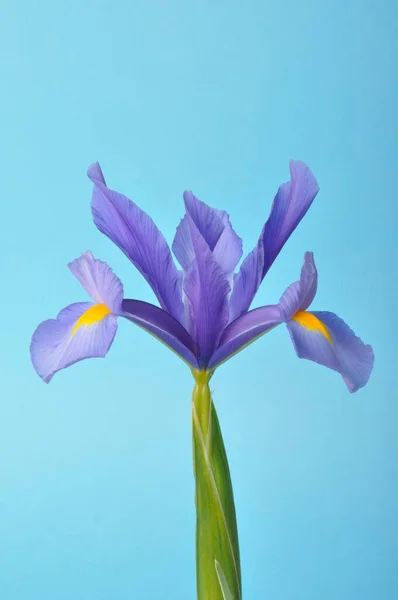 Iris Feuille Dans Épée Sur Fond Bleu — Photo