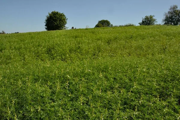 Lupinenfutter Auf Einem Feld — Stockfoto