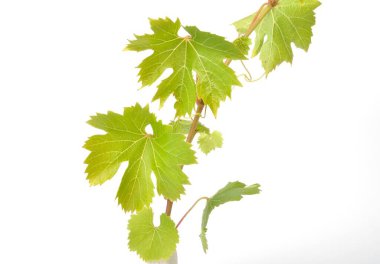 Beyaz arkaplanda sarmaşık yaprakları