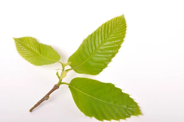 Foglia Castagno Sfondo Bianco — Foto Stock