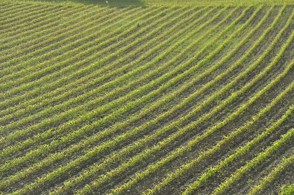 Majsfält Vår Bretagne — Stockfoto