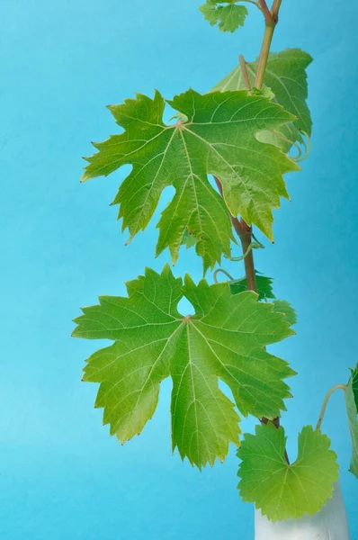 Mavi arka planda asma yaprakları