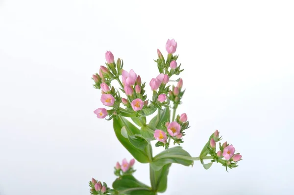 Beyaz arkaplandaki Centaury