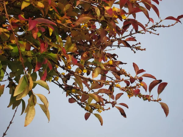 Forthysia Bloom Autumn — Stock Photo, Image