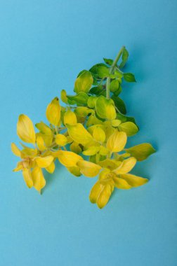 Mavi arkaplanda altın kekik