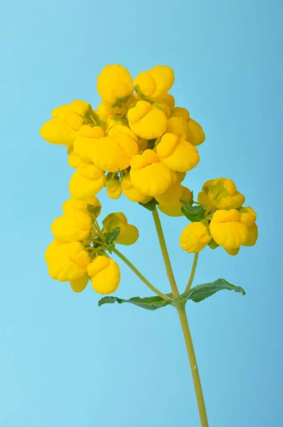 Calceolaria Integrfolia Sobre Fundo Azul — Fotografia de Stock