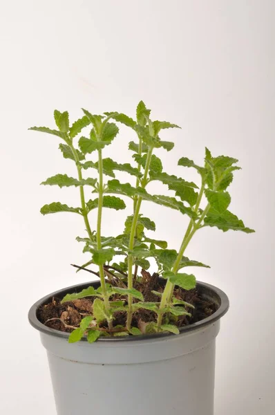 Strawberry Mint Plant White Background — Stock Photo, Image