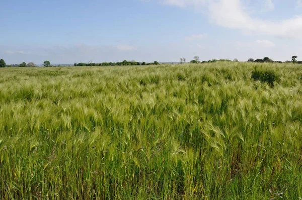 Ett Fält Korn Bretagne — Stockfoto