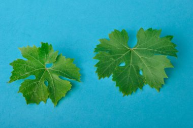 Mavi arka planda asma yaprakları