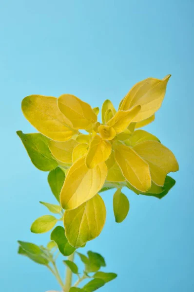 Golden Oregano Blue Background — Stock Photo, Image