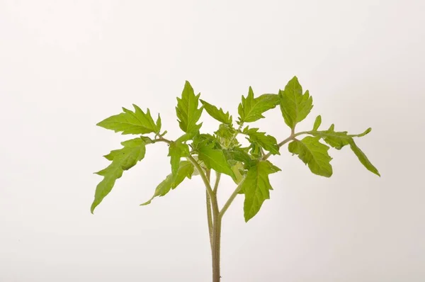 Pianta Pomodoro Sfondo Bianco — Foto Stock