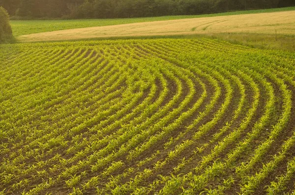 Majsfält Bretagne — Stockfoto