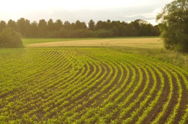 Brittany 'deki mısır tarlası