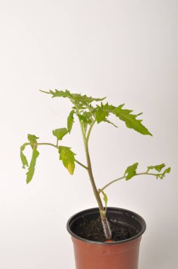 Beyaz arkaplanda domates bitkisi