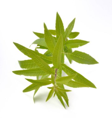 Beyaz arka planda limon verbena