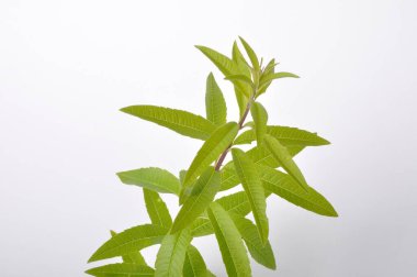 Beyaz arka planda limon verbena