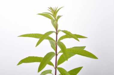 Beyaz arka planda limon verbena