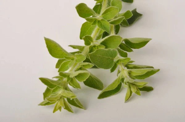 Origano Sfondo Bianco — Foto Stock