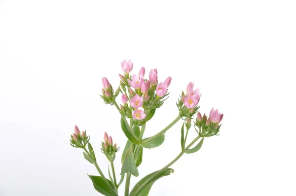 Centaury Sfondo Bianco — Foto Stock