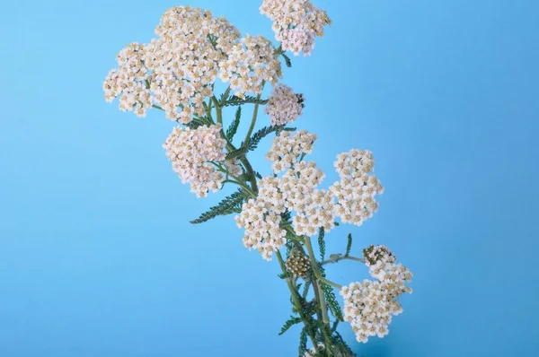 Yarrow Blue Background — Stock Photo, Image