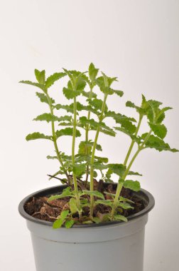 Beyaz arka planda çilek nanesi bitkisi