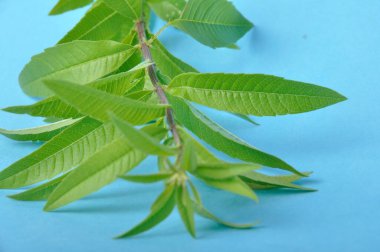 Mavi arka planda limon verbena