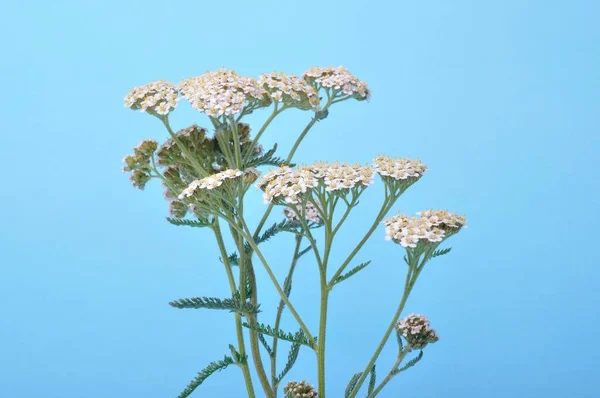 Yarrow Een Blauwe Achtergrond — Stockfoto