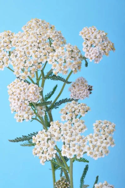 Yarrow Een Blauwe Achtergrond — Stockfoto