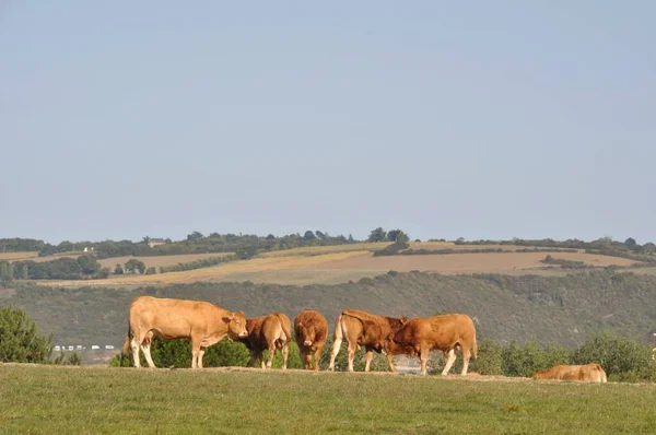 Kühe Auf Weiden Der Bretagne — Stockfoto