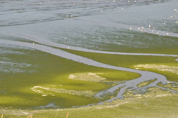 Strand Valt Groen Zeewier Binnen — Stockfoto