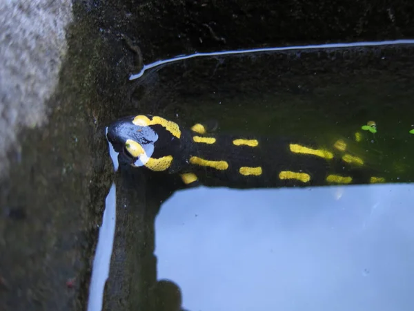 Salamandra Depositando Larvas Bebedouro — Fotografia de Stock