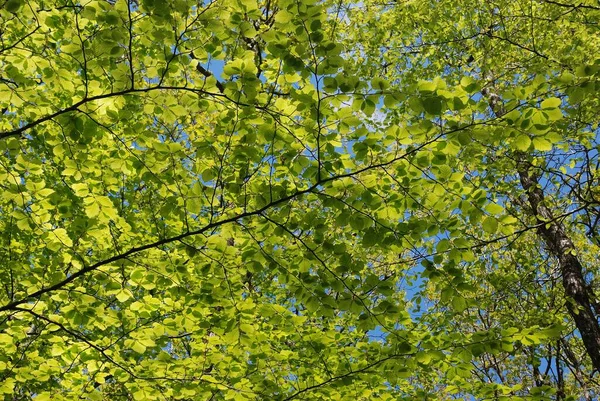 Beeches Forest Brittany — Stock Photo, Image